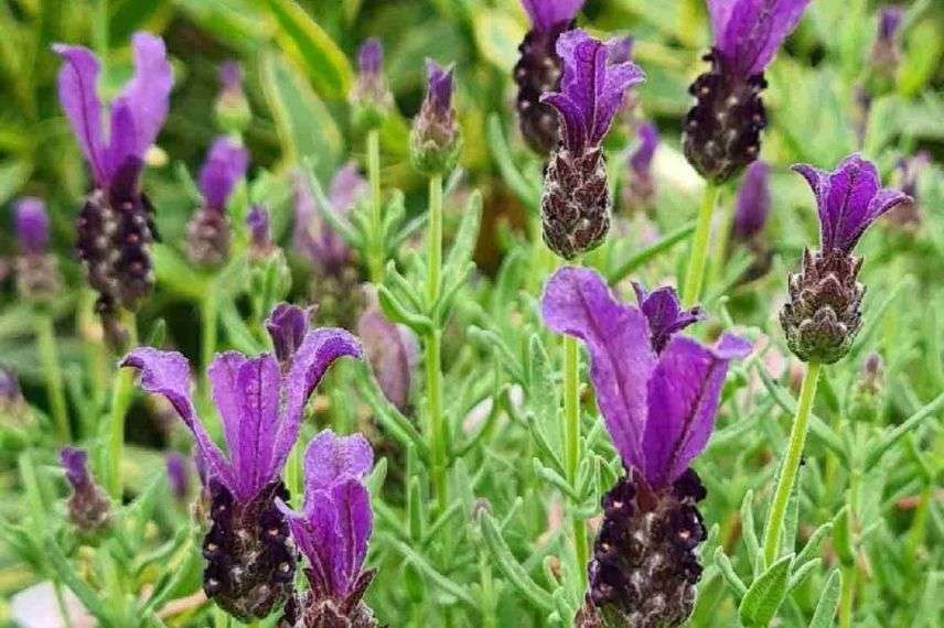 Lavande papillon pourpre détail des fleurs