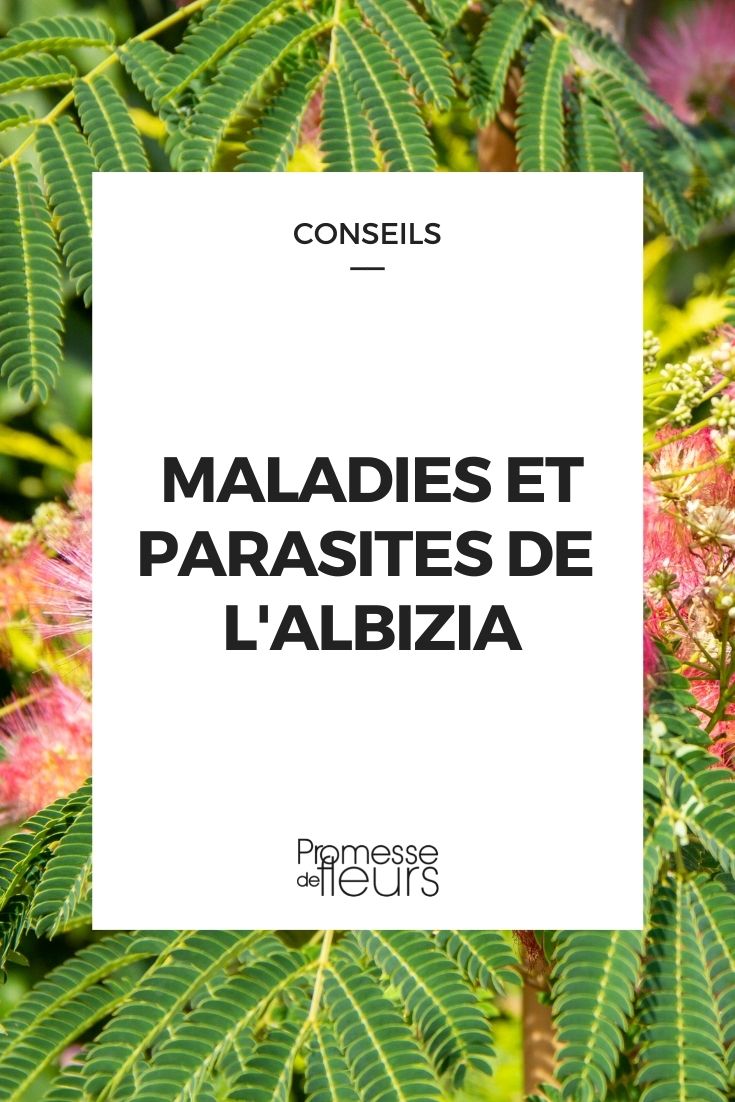 maladie parasite albizia