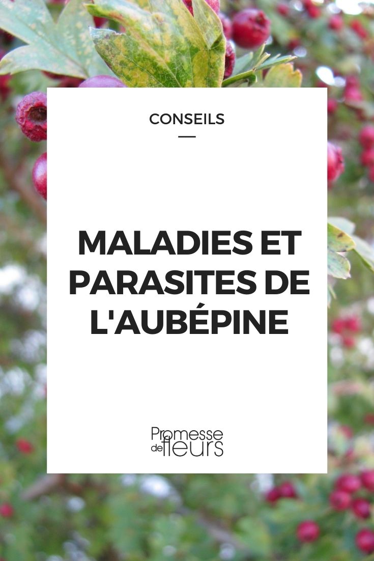 maladie parasite aubépine