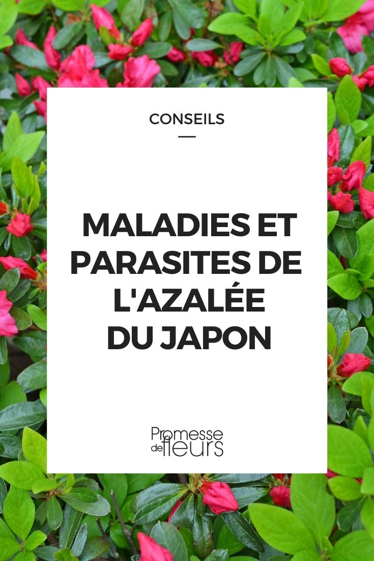 maladie parasite azalée du japon