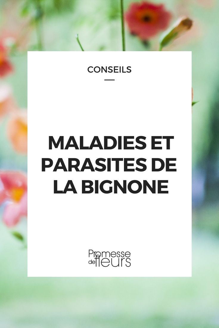 maladie parasite bignone