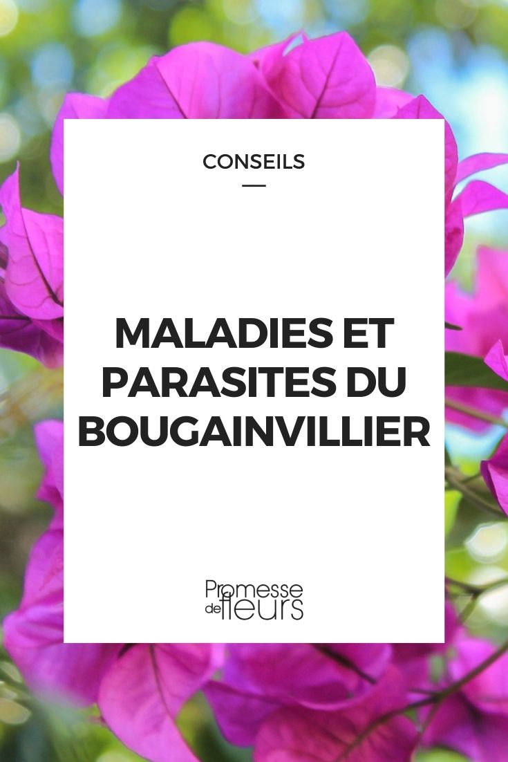 maladie parasite bougainvillier