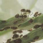 Maladies et parasites du bougainvillier