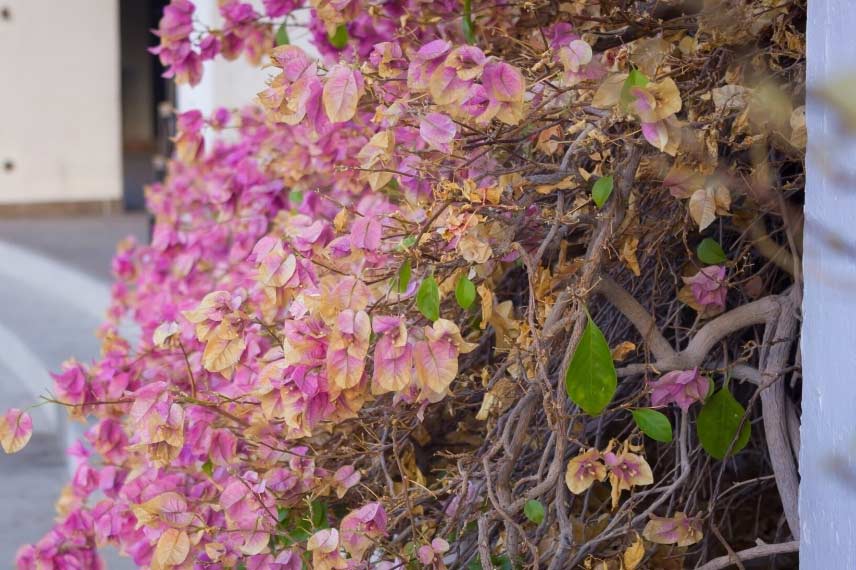 Bougainvillier dépérissant