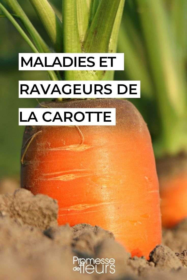 maladies ravageurs carotte