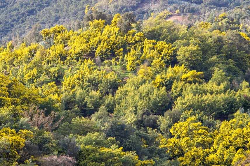 mimosa invasive en région méditerranéenne