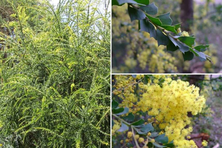 Mimosa pour la côte Atlantique