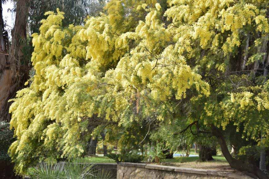 Mimosa en fleurs