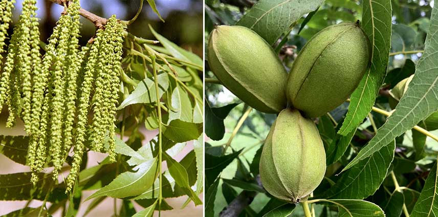 Pacanier (Carya illinoinensis), l'arbre de la noix de pécan