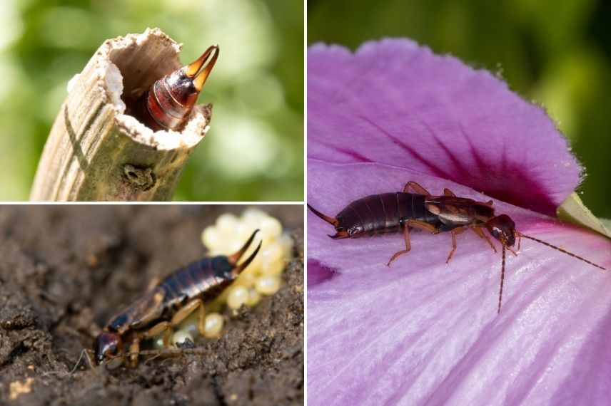 habitat du perce-oreille, insecte auxiliaire jardin