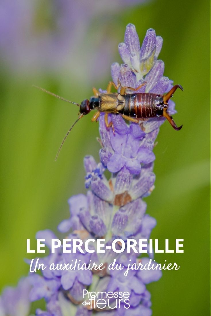 perce oreille insecte jardin