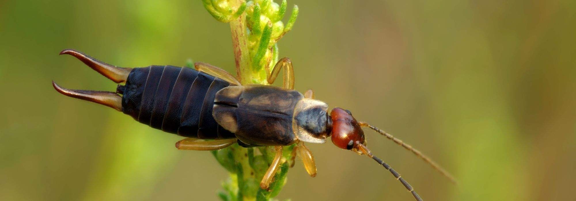 Le perce-oreille, un auxiliaire méconnu pour le jardin