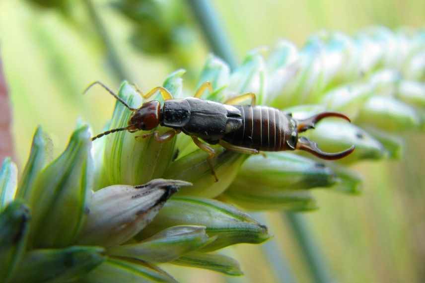 perce-oreille, insecte auxiliaire jardin