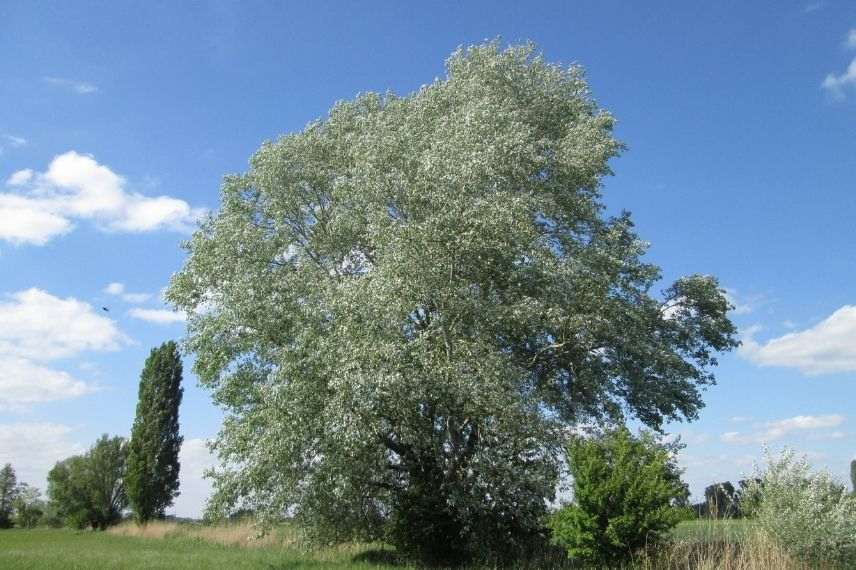 populus alba