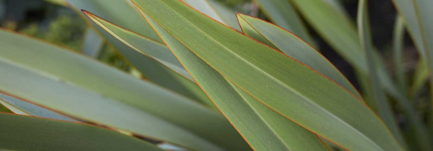 Quel phormium planter selon votre région  ?