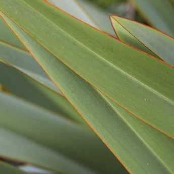 Quel phormium planter selon votre région  ?