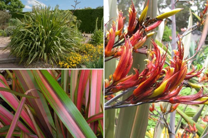 Les Lins de Nouvelle-Zélande sont décoratifs par leur port, leurs feuilles et leur fleurs 