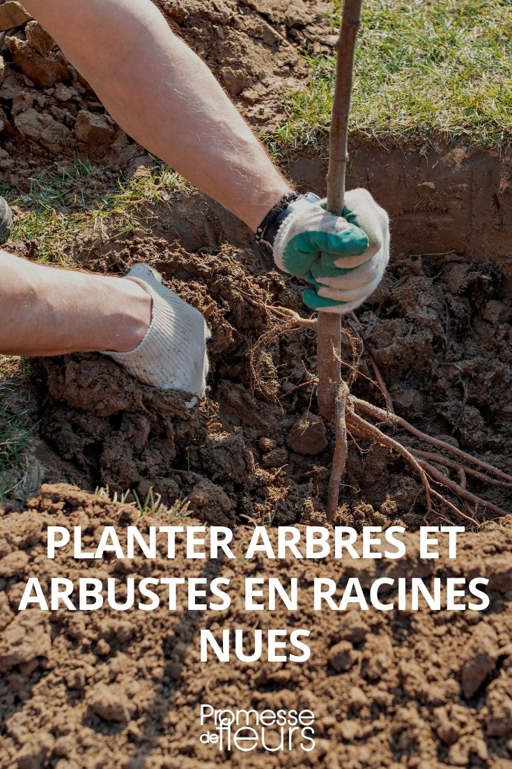 planter arbre arbuste racines nues