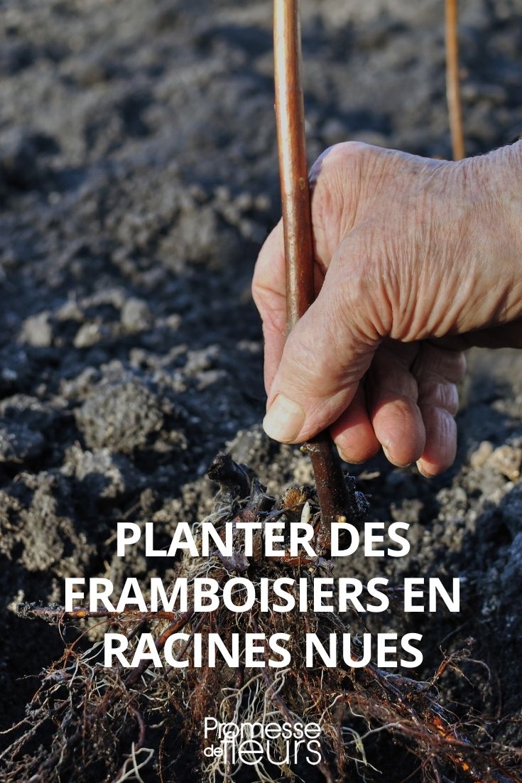 planter framboisier racines nues