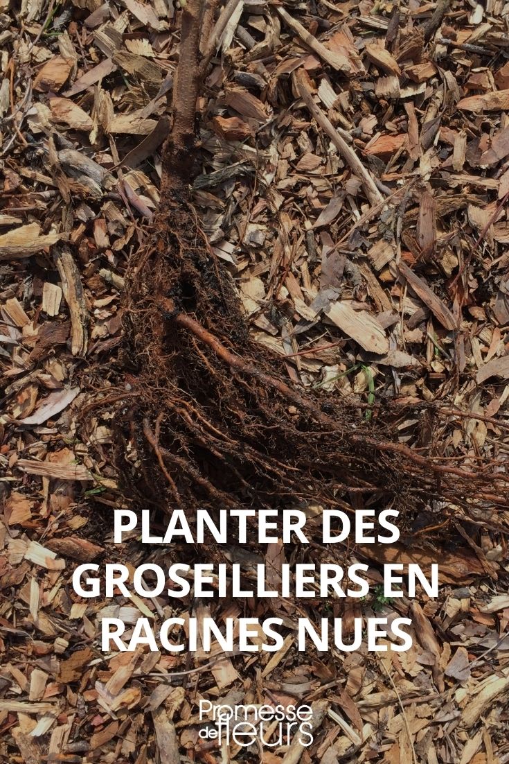 planter groseillier racines nues