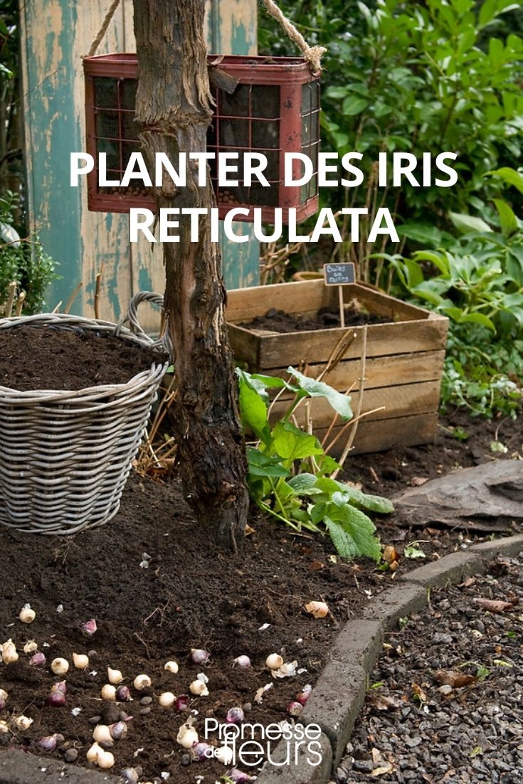 planter iris reticulata