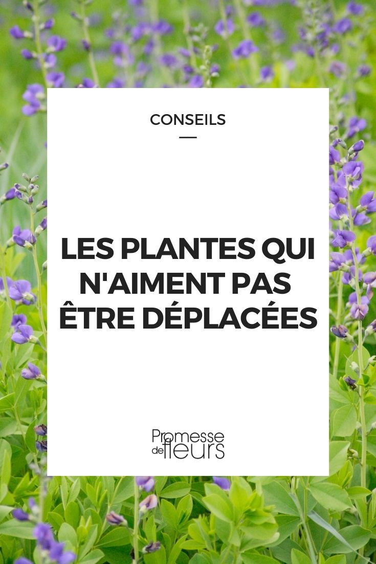 plantes qui n'aiment pas être déplacées