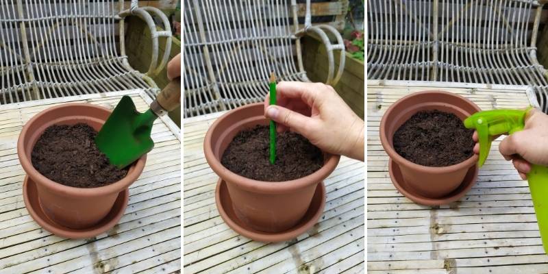 Comment faire une bouture de plante ? 