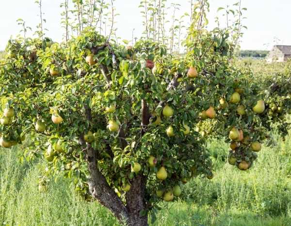 Pourquoi les arbres fruitiers sont-ils greffés ?