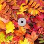 Pourquoi les feuilles changent de couleur à l'automne ?