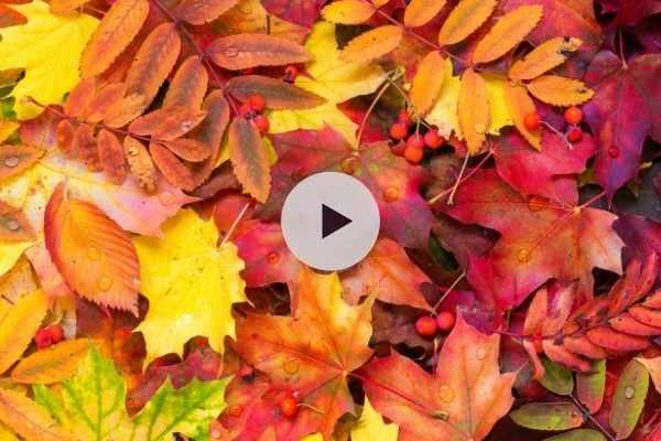 Pourquoi les feuilles changent de couleur à l'automne ?