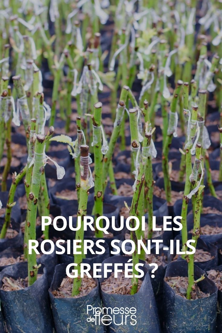 pourquoi les rosiers sont greffés