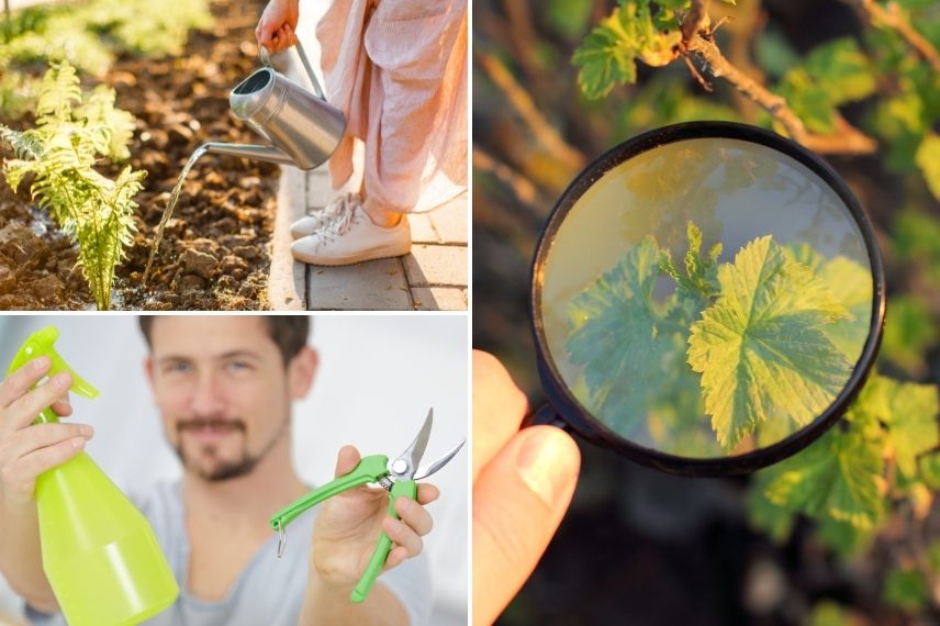 prévenir les maladies fongiques sur les plantes