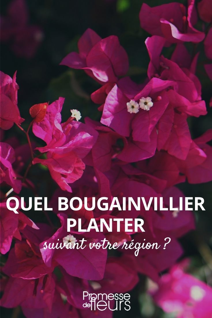 quel bougainvillier planter