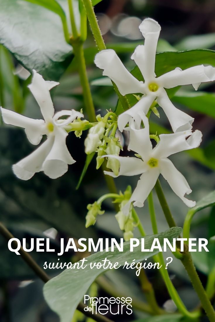 quel jasmin planter suivant votre région