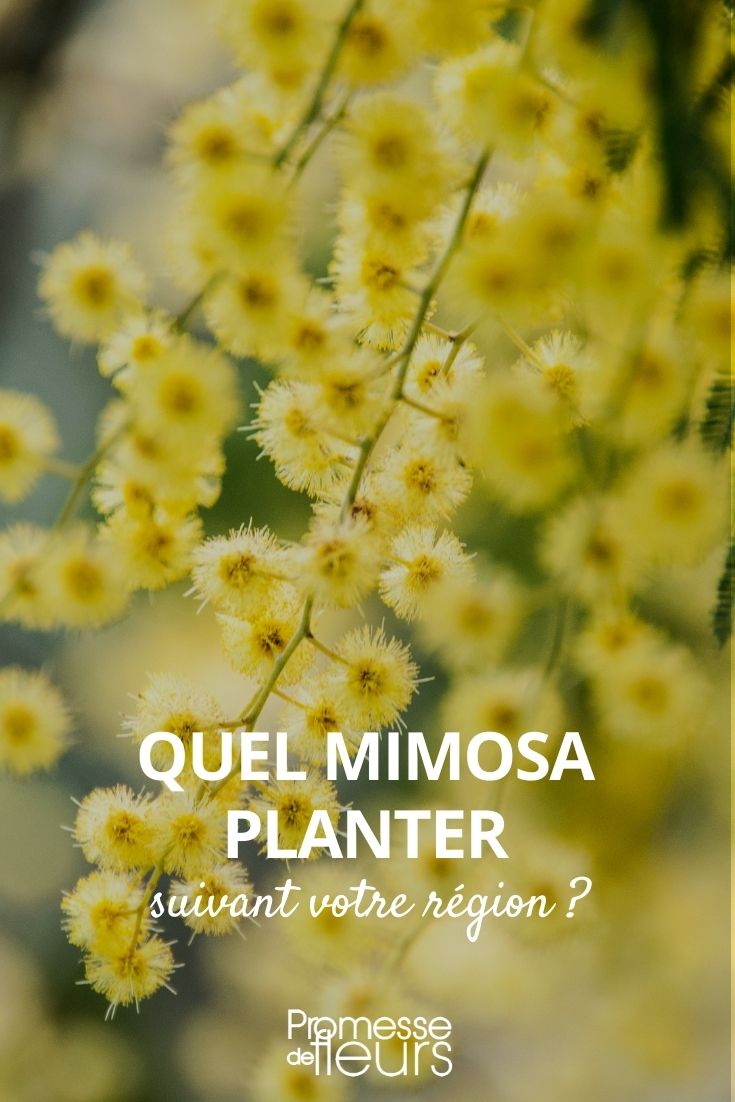 quel mimosa planter