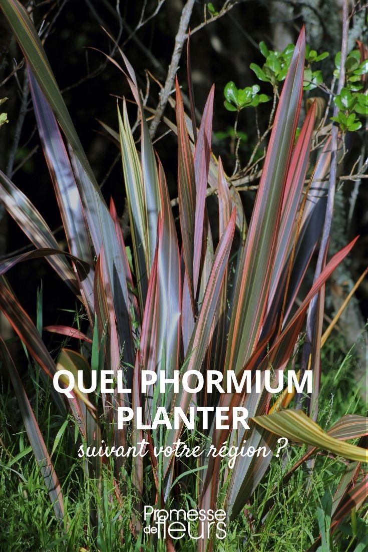 quel phormium planter