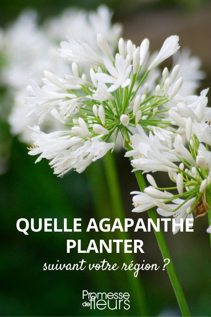 quelle agapanthe planter suivant sa région