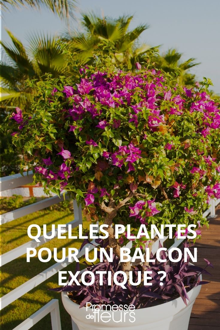 Quelles plantes pour un balcon exotique ? - Promesse de Fleurs