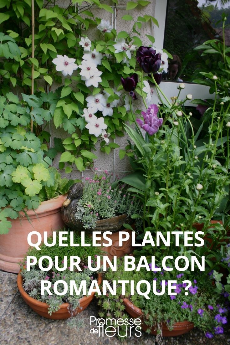 quelles plantes pour un balcon romantique, vegetaliser balcon romantique, balcon romantique, terrasse romantique