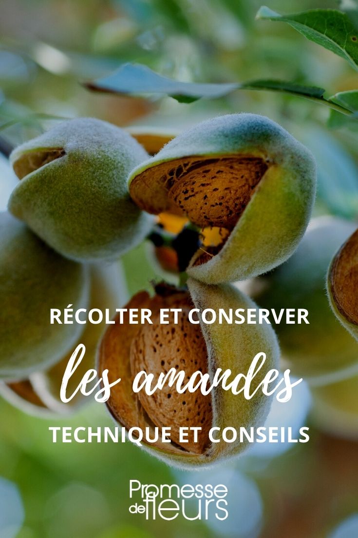 recolter conserver amandes tuto