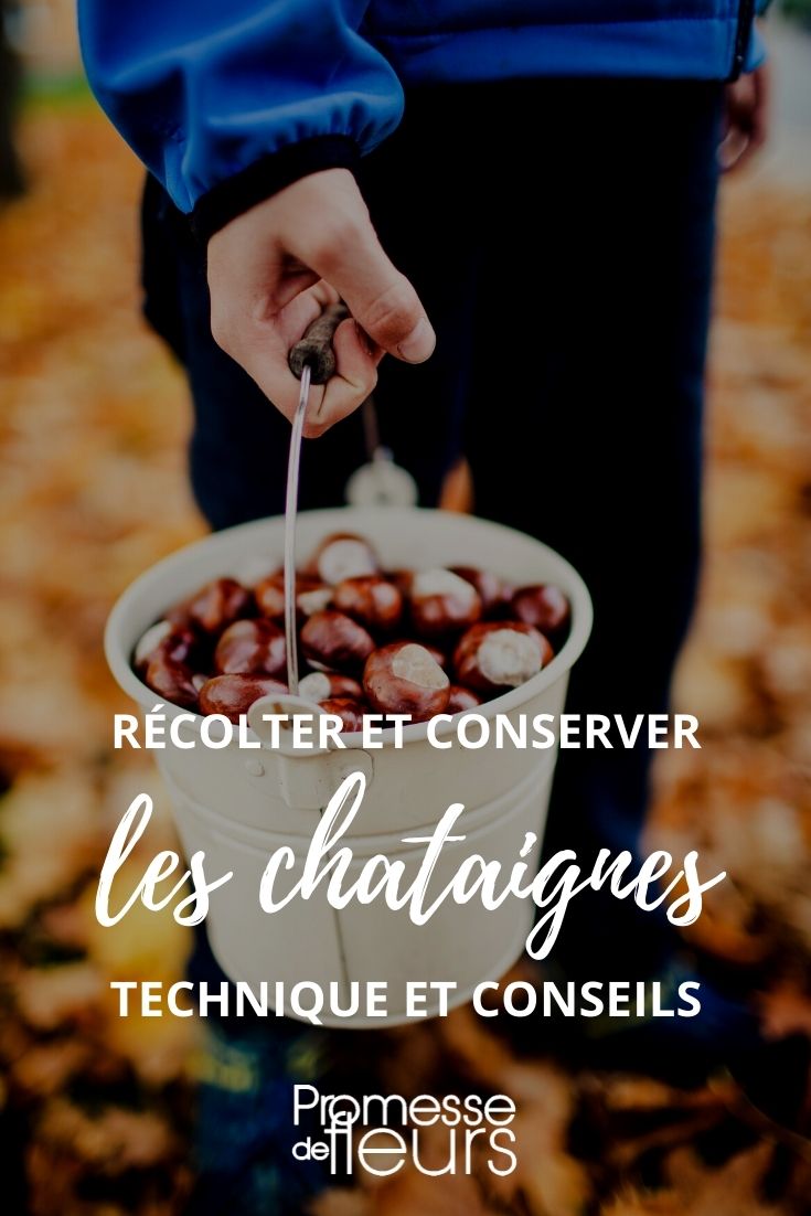 récolter conserver chataignes tuto