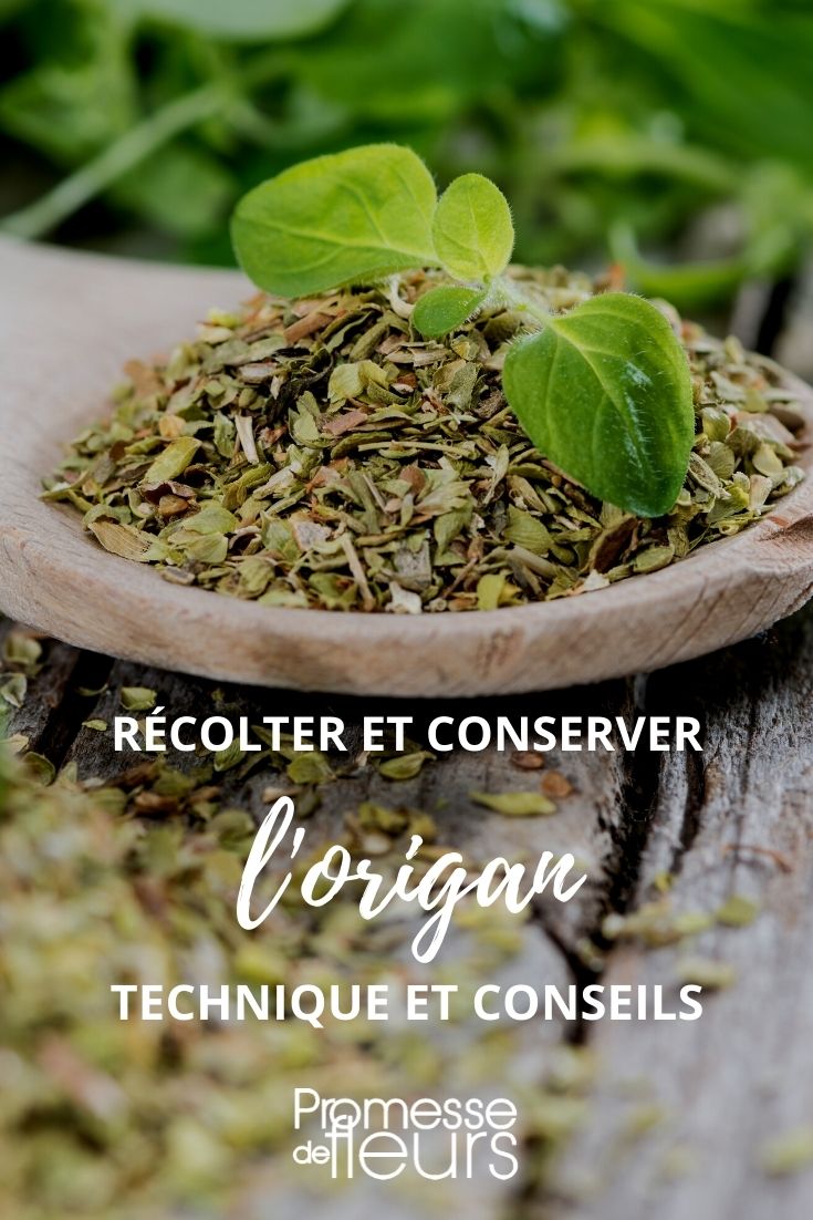 récolter conserver origan tuto