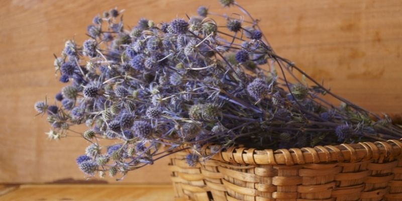 récolte fleurs séchées, chardon eryngium séché