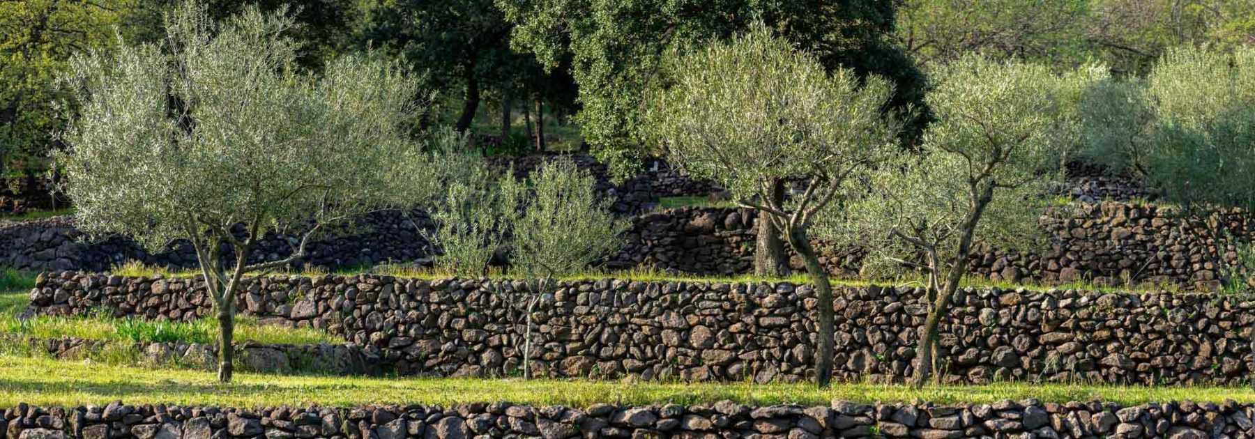 Aménager un jardin en restanques