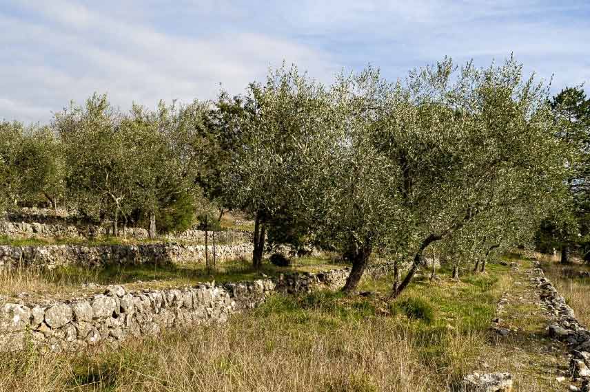 oliviers cultivés en terrasses