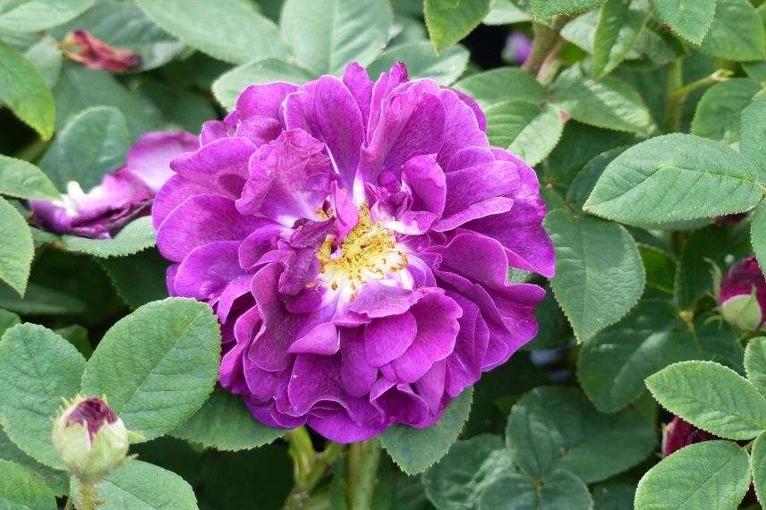rosier ancien violet, belle rose ancienne