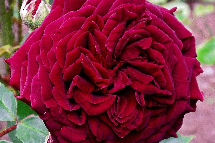 plus beaux rosiers anciens, rose ancienne rouge
