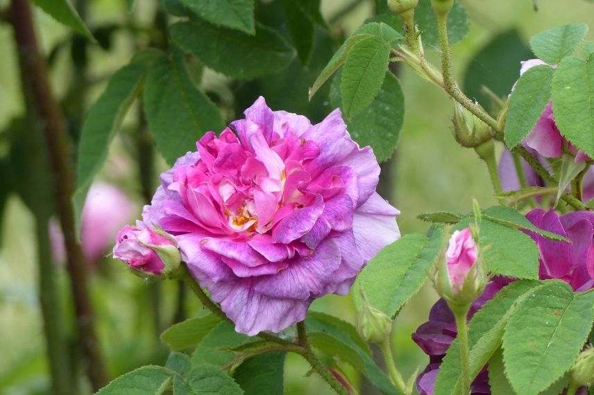 plus beaux rosiers anciens, rose ancienne violette