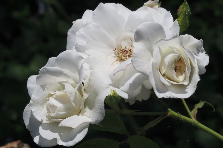 rosier arbustif à fleurs groupées blanches