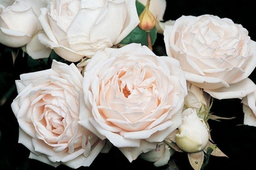 rosier arbustif à fleurs blanches parfumées